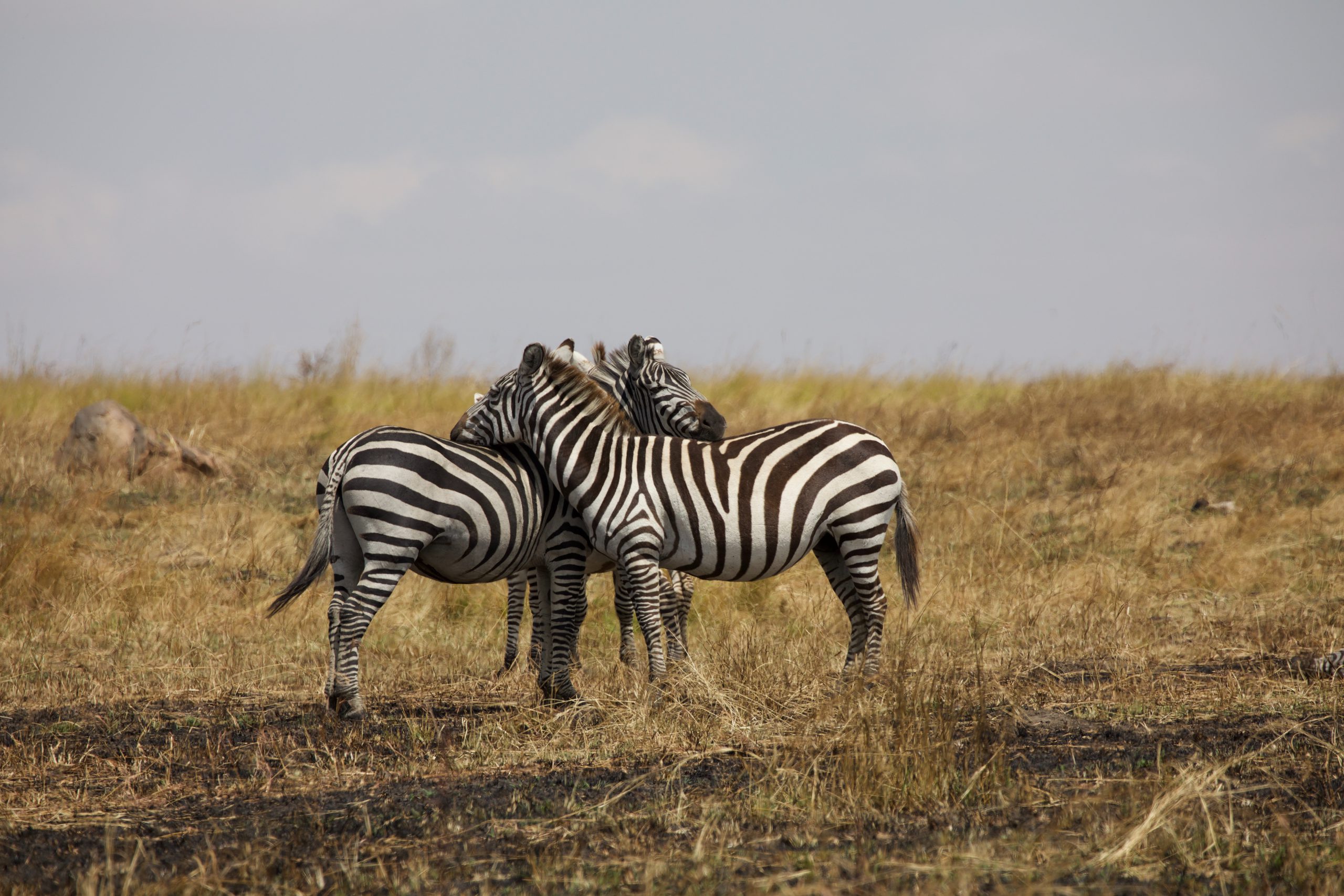 8 Days Southern Safari